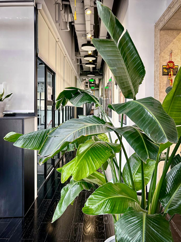 The Art of Drawing Readers In: Your attractive post title goes here Bright office hallway featuring a large tropical plant. Perfect for workspace inspiration.